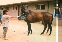 �������� (YONG JEON BUN TU) ����