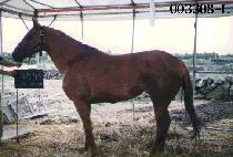 �������� (YU-YU-JA-JEOK) ����