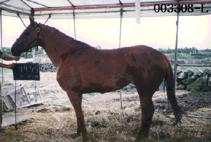 �������� ����