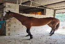 ��ī�������� (TOCAR MADERA) ����