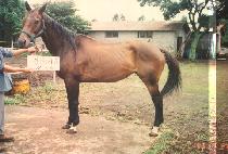 ����͸� (SIN-CHOOL-GUY-MOL) ����