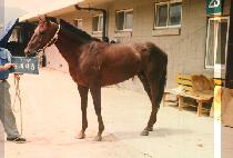 �����ٶ� (DOL GAE BA RAM) ����