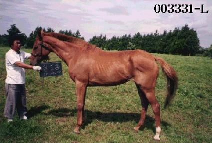 �Ƿξ� ����