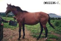 �̸񱸺� (E-MOK-KU-VI) ����