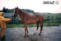 ������ (NAPORI) ����