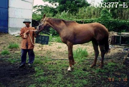 ���缺 ����