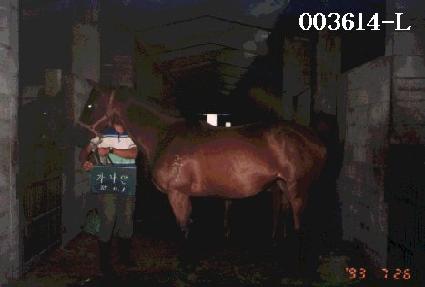 ������ ����