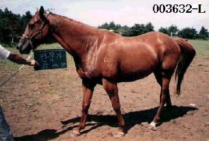 ������ ����