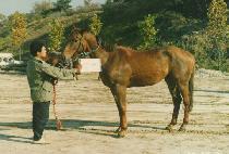 ���� (SUP SOK) ����