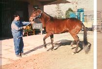 ������ (MUL MANG CHO) ����