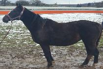 ����˽����� (TOMIKEN SPRING) ����