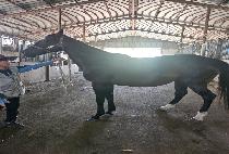 SCARLET STARLET picture