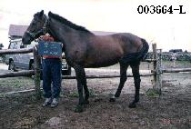 ���� (KAM-CHO) ����