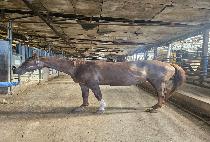 REMARKABLE STORY picture