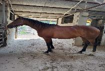 ������ (RING THE BELL) ����