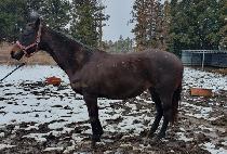 �������ؾ��� (TONI WITH AN I) ����