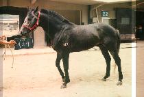 ���丮 (VICTORY) ����