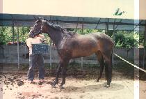 �ް� (DAL-KWAN) ����