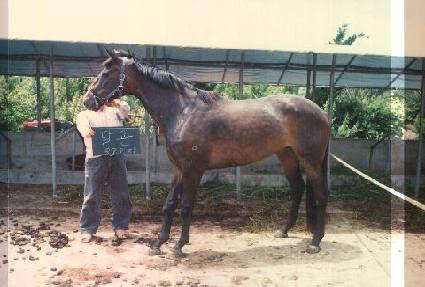 �ް� ����