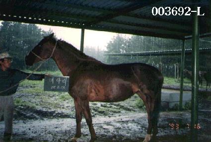 �̾Ƹ� ����