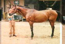 ���� (DOL KYUK) ����