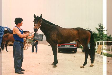 �������� ����