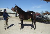 ���ߴ�Ʋ�� (FORTUNATELY) ����