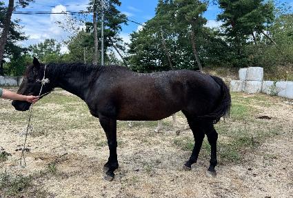 ��꿩���ڸ� ����