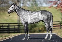 �н��� (KNICKS GO) ����