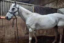 MYLITTLEDEUCECOUPE picture