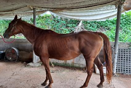 ���̾��Ÿ ����