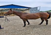 �ѳ���Ȧ������ (HANNAH��S HOLIDAY) ����