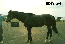 BROOKLYN DODGER picture