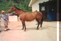 �������̵� (LYN��S LADY) ����