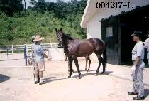 �������� (PRIM DAME) ����