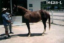 ������Ƽ���� (PRIMITIVE TALK) ����