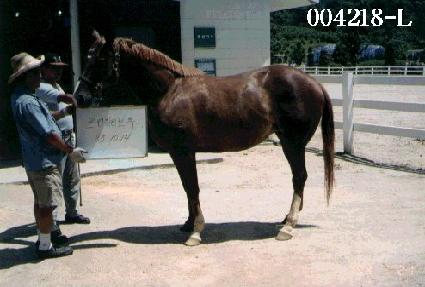 ������Ƽ���� ����