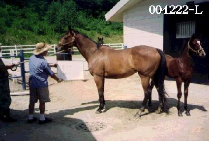 �����ڸ��� ����