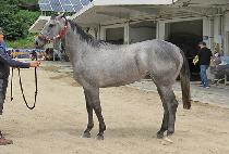 ȣũ�� (HAWK QUEEN) ����