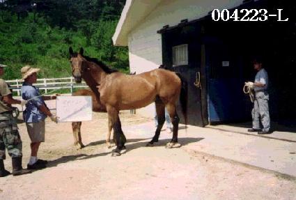 ���󽺰�� ����