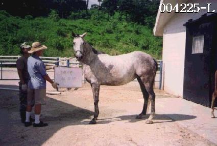 �׷��̷� ����