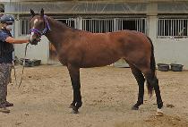 ��¼����� (RAON CHAMPSELY) ����