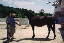 ��� (SHOVELLA) ����