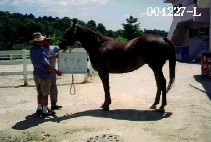 ������ ����