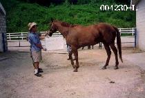 ���������� (MAJOR��S GIRL) ����