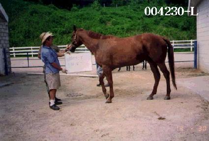 ���������� ����