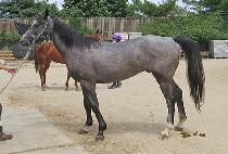 ��ī�̸�ġ (SKY MANGCHI) ����