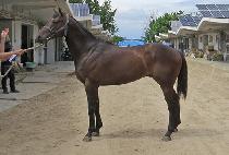 �׷���ĳ�� (GRAND CASTLE) ����