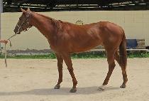 ��ħ��� (ACHIM GISANG) ����