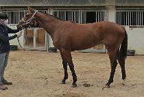 ��´��ְ� (RAON THE CHOEGANG) ����